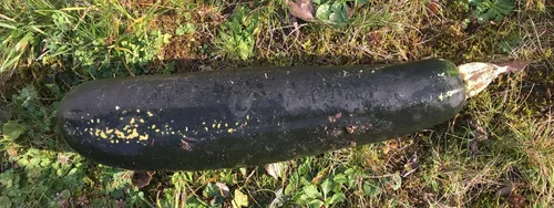 Allemagne : la bombe de la seconde guerre mondiale était une grosse...