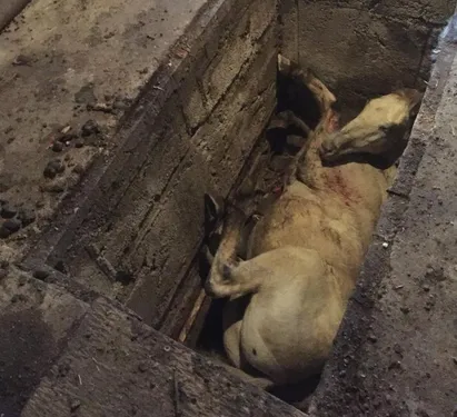 Les pompiers sauvent un cheval tombé dans une fosse à vidange