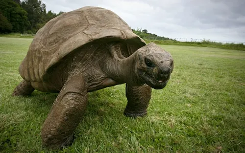 Jonathan la tortue, serait le plus vieil animal vivant au monde...