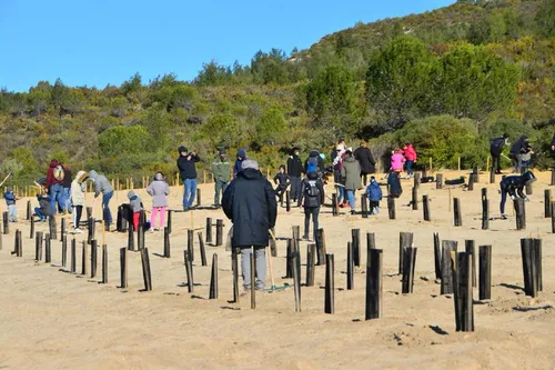 Vitrolles : 700 arbres ont été replantés ce dimanche
