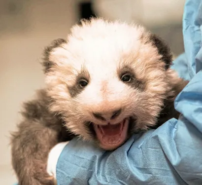 Zoo de Beauval : le bébé panda a été baptisé "Yuan Meng" !