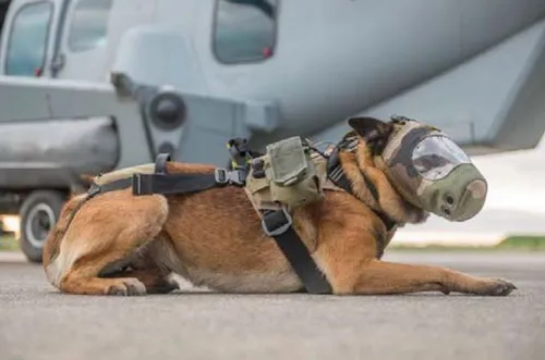 Deux chiens provençaux héros du jour !