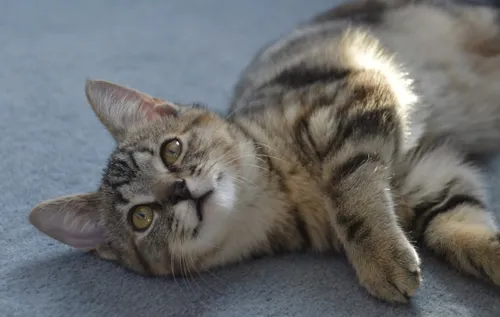 Un petit garçon retrouve son chat disparu il y a 5 ans