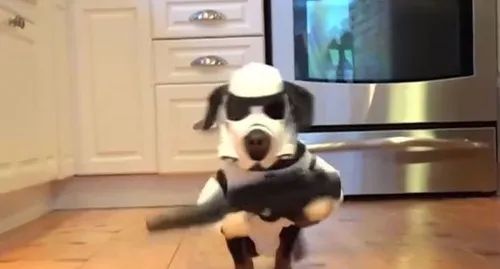 Déguisé en stormtrooper de Star Wars, ce chien fait le buzz !