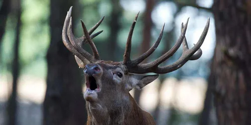 Ils sauvent un cerf de la chasse à courre avec... des croquettes...
