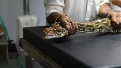 Il tombe nez à nez avec un python dans ses toilettes