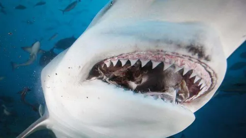 Un homme attaqué par un requin sous les yeux de son fils