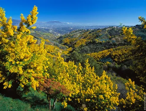 Var : la route du Mimosa va vous enchanter les narines !
