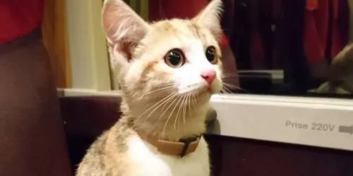 Noisette s'échappe, prend le train et retrouve sa maitresse grâce à...