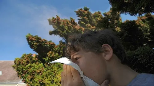 Provence : attention aux pollens de cyprès !