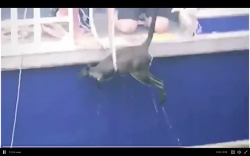 Un wallaby sauvé par un ferry dans le port de Sydney