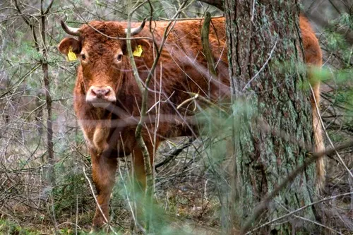 Une vache destinée à l'abattoir, se sauve et se cache dans les bois