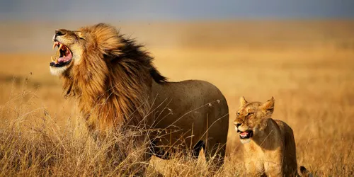 Afrique du Sud : des lions dévorent un braconnier présumé