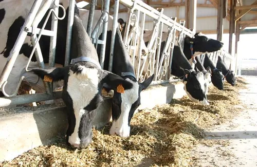 Un agriculteur appelle ses vaches avec les noms de joueurs de l'OM