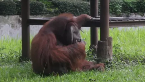 Un orang-outan surpris en train...de fumer !