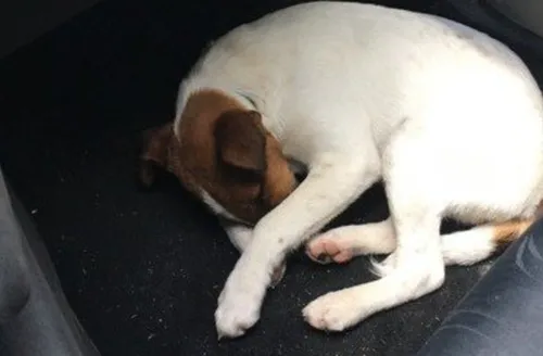 Var : 12 000 signatures pour retrouver les auteurs qui ont tué Noé