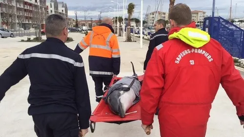 Arles : les pompiers au secours d'un dauphin !