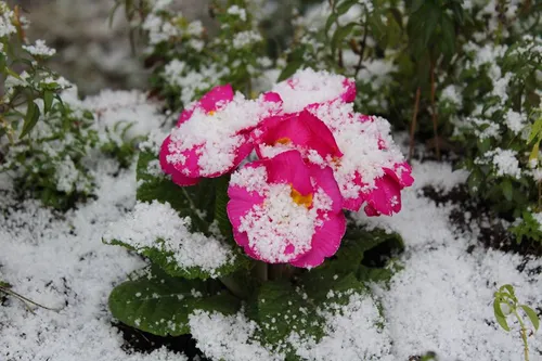 Un rab de neige en Provence pour le printemps ?!