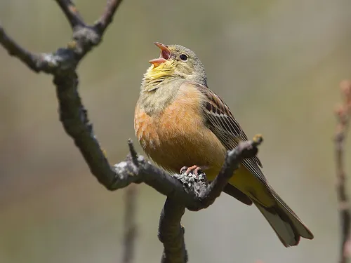 Dans les campagnes, les oiseaux disparaissent à une vitesse...