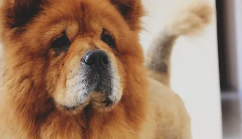 Une fillette de 3 ans mordue au visage par un Chow-chow