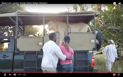 Un lion s'incruste dans le bus des touristes pendant un safari