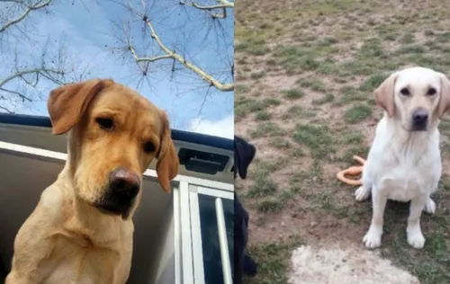 Chiens d'aveugles volés : ils ont été ramenés !