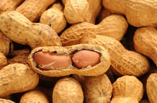 Allergie à l'arachide : bientôt un vaccin ?