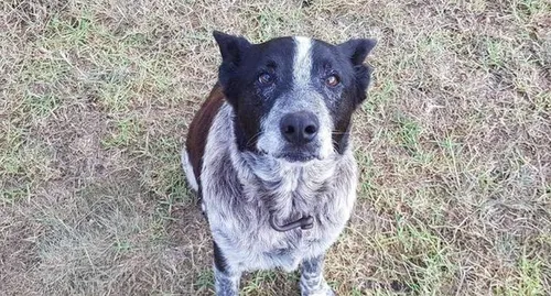 Max, un vieux chien sourd et malvoyant, sauve une fillette de trois...