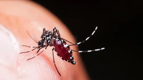 Alerte rouge aux moustiques tigres !