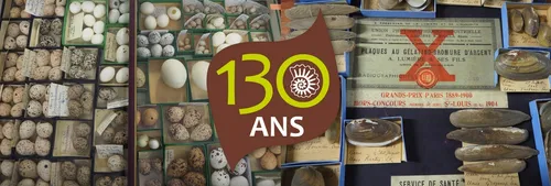 Toulon : pour ses 130 ans le Muséum expose 130 ans d'objets rares