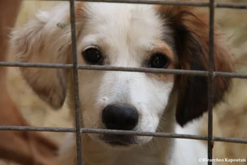 La SPA lance un "SOS adoption" à deux mois des vacances d'été