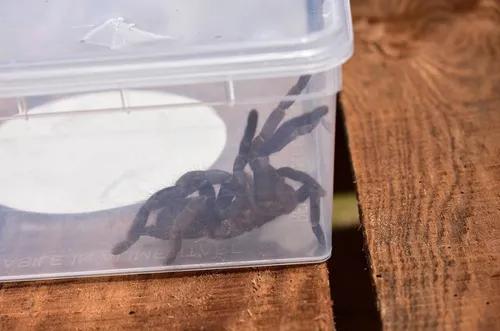 Une fleuriste trouve une mygale au milieu des fleurs qu'elle reçoit