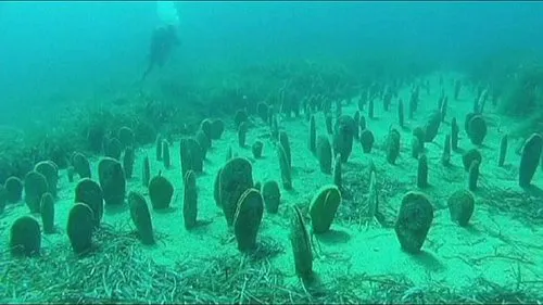 Saint-Tropez : un champ de grandes nacres découvert