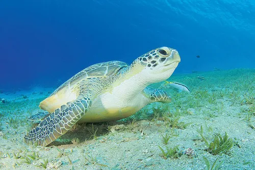 Thaïlande: une grosse tortue verte protégée victime du plastique