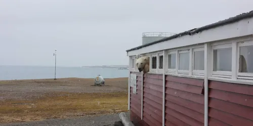 Un ours polaire s'introduit dans un bâtiment pour manger du chocolat