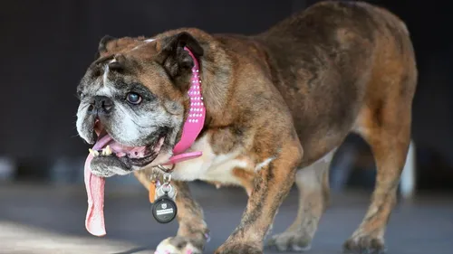 Zsa Zsa, nommée chienne la plus laide du monde