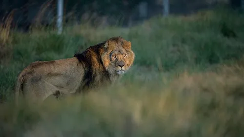 Afrique du Sud : des braconniers dévorés par des lions