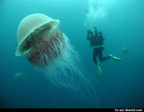 Des méduses géantes et mortelles bientôt en France ?
