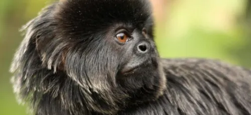 Un petit singe protégé volé : le SOS d'un directeur de zoo