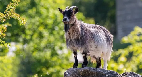 Var : attaqué par une chèvre sauvage, il se coince dans un arbre