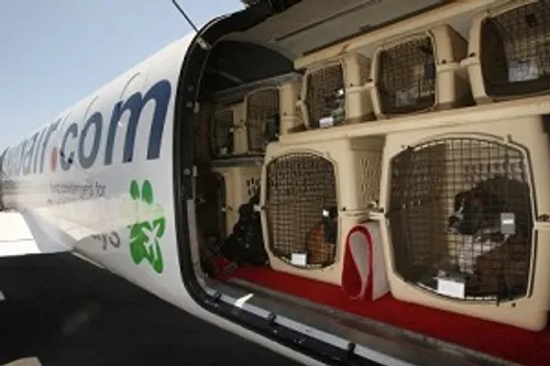 Un chien ouvre la soute et force l'avion à atterrir d'urgence