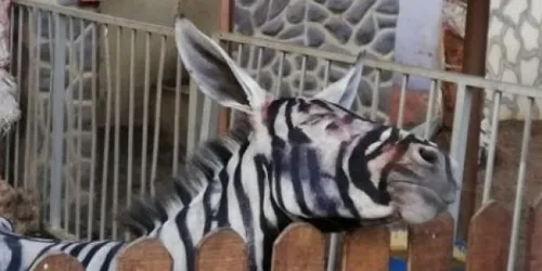 Un zoo égyptien peint un âne en zèbre !