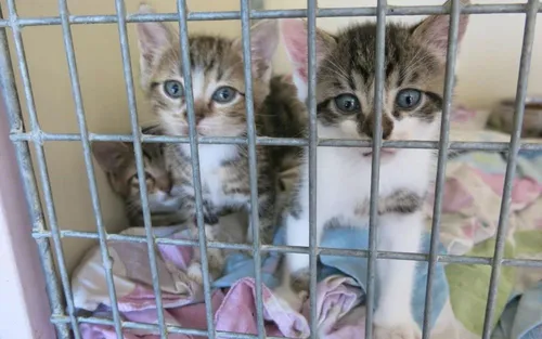 Les abandons d'animaux battent des records cet été