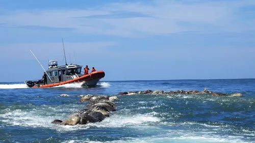 Mexique : 300 tortues retrouvées mortes dans le Pacifique