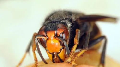 Six ados attaqués par des frelons asiatiques en plein match de foot