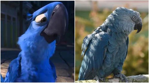 Blu, le perroquet star de "Rio" classé parmi les espèces disparues