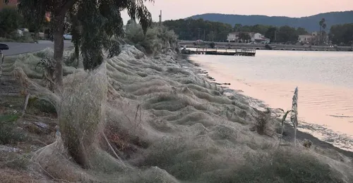 Plus de 300 mètres de toile d'araignée en Grèce
