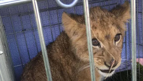 Un joggeur trouve un lionceau en cage abandonné dans un champ