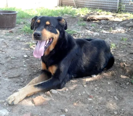 Martigues : un chasseur tue un chien et s'enfuit