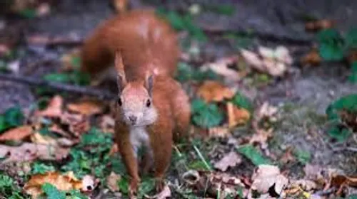 Un avion évacué à cause... d'un écureuil